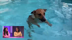 the pet collective international