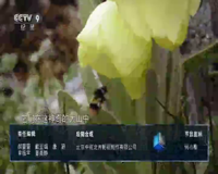 cctv-9 纪录