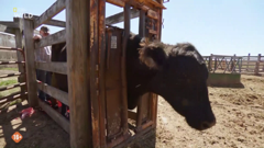 national geographic wild