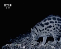 cctv-9 纪录