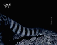 cctv-9 纪录