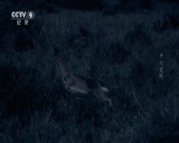 cctv-9 纪录