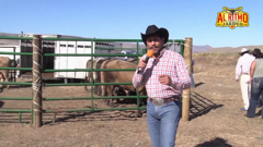 al ritmo del jaripeo