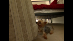 o encantador de cães