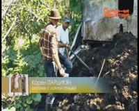 домашние животные