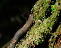 живая планета