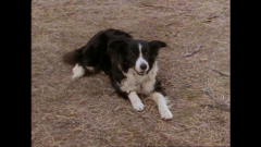 die fliegenden ärzte