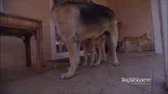 the dog whisperer with caesar millan