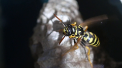 pluto tv europäische krimis