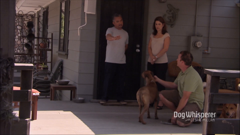 dog whisperer with cesar millan