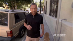 dog whisperer with cesar millan