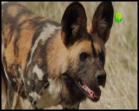 живая планета