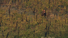 кинолаффка