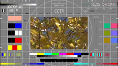 cctv10科教