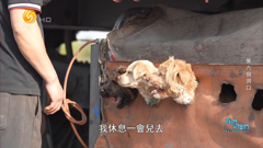 鳳凰衛視中文